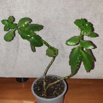 Kalanchoe 
