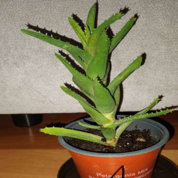 Aloes zielony nr 1