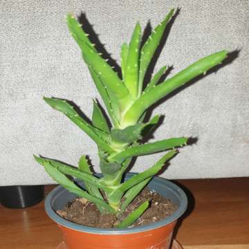 Aloes nr 3