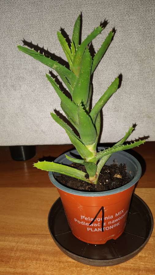 Aloes zielony nr 1 3