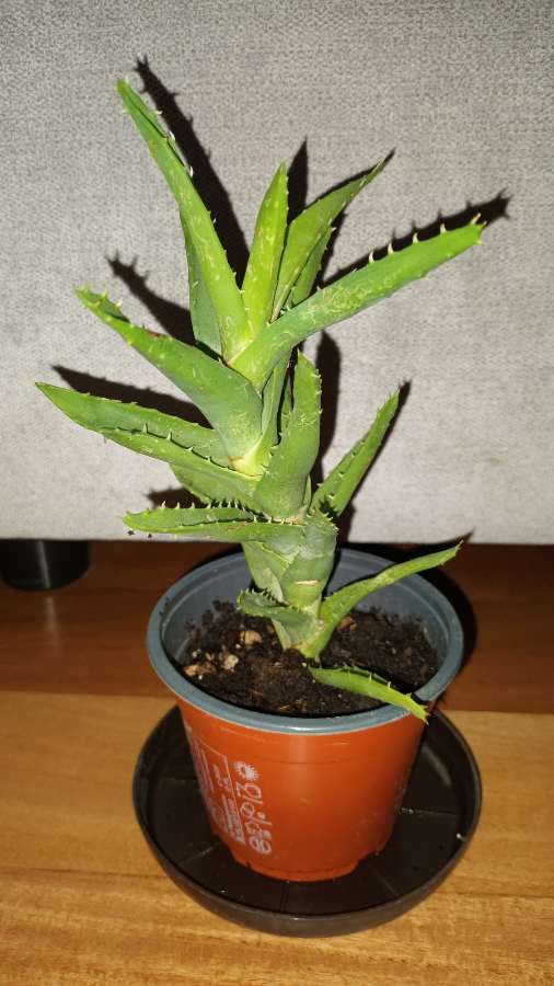 Aloes zielony nr 1 2