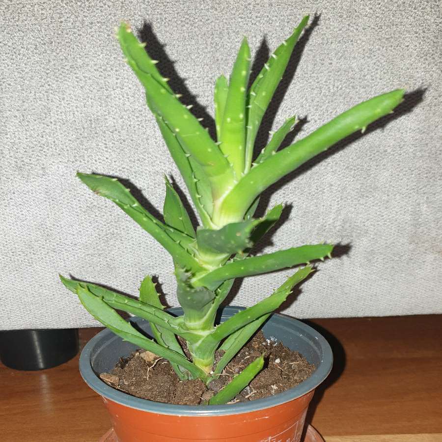 Aloes nr 3