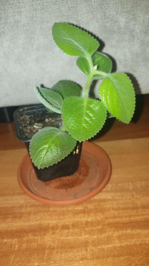 Mięta meksykańska,  oregano kubańskie  2