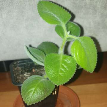 Mięta meksykańska,  oregano kubańskie 