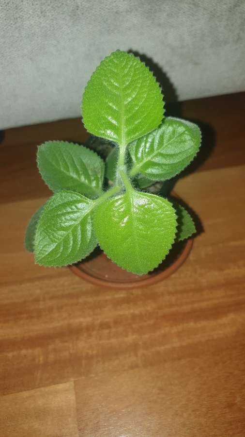 Mięta meksykańska,  oregano kubańskie  4