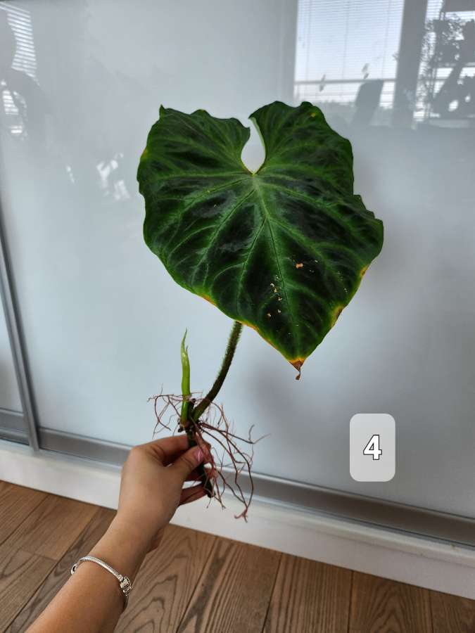 Philodendron Tambillo Verrucosum  5