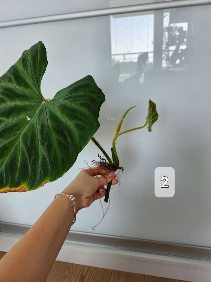 Philodendron Tambillo Verrucosum  3