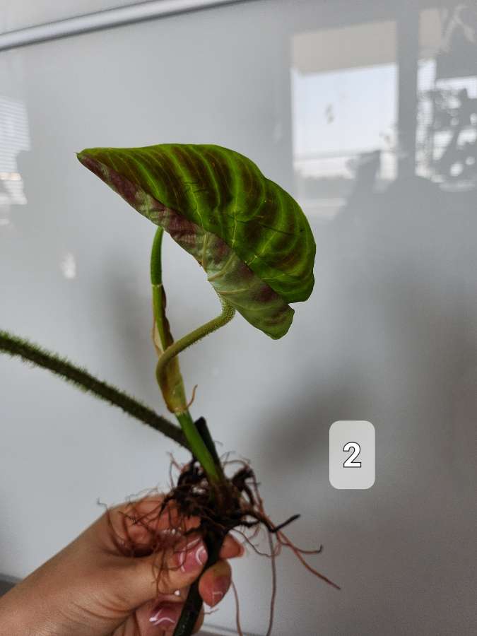Philodendron Tambillo Verrucosum  4