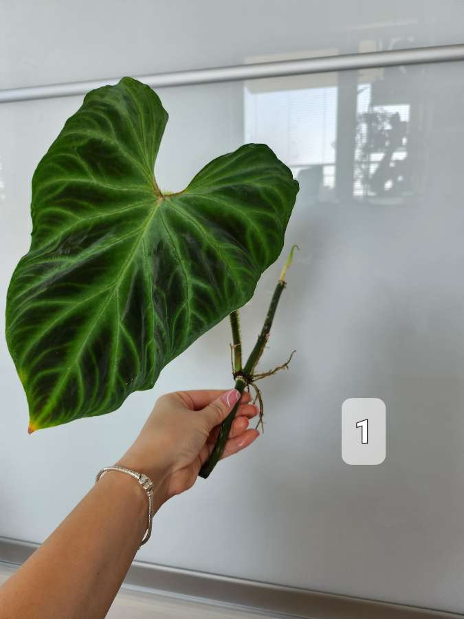 Philodendron Tambillo Verrucosum  2