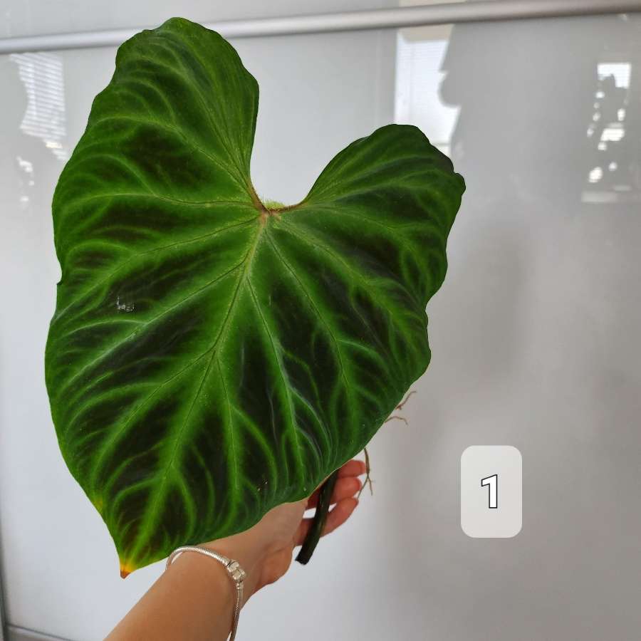 Philodendron Tambillo Verrucosum 