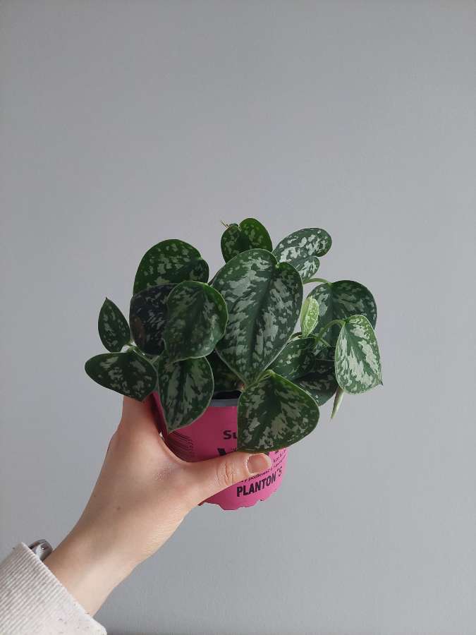 Scindapsus pictus argyraeus 2