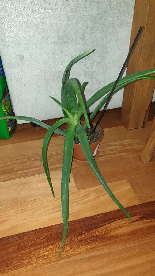 Duży aloes 2