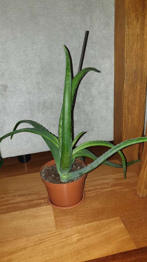 Duży aloes 4