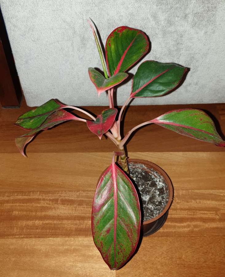 Aglaonema Light Pink Star, Siam Aurora lub Crete Flame nr 2 2