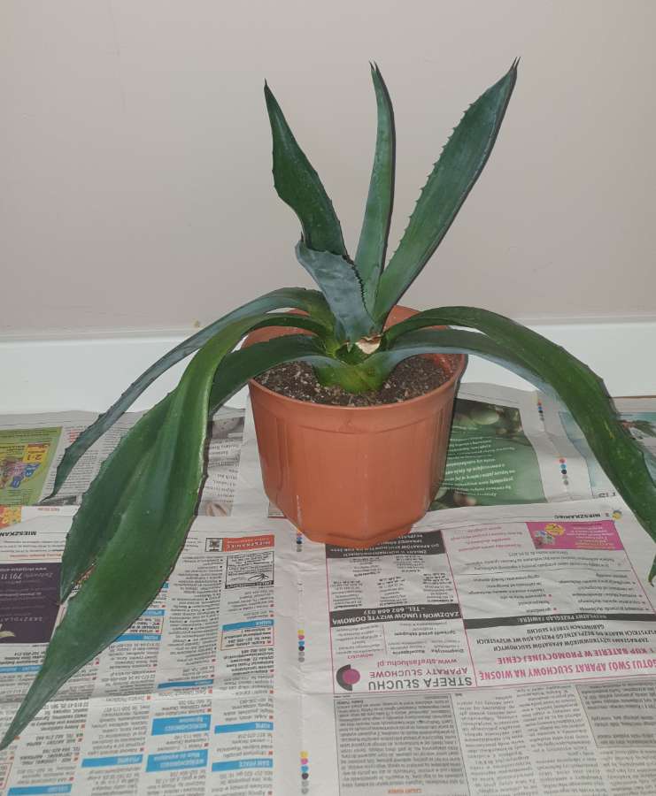 Duża wieloletnia agawa, rozpiętość  67 3