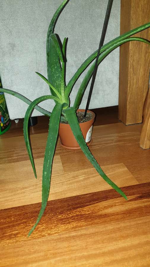 Duży aloes 3