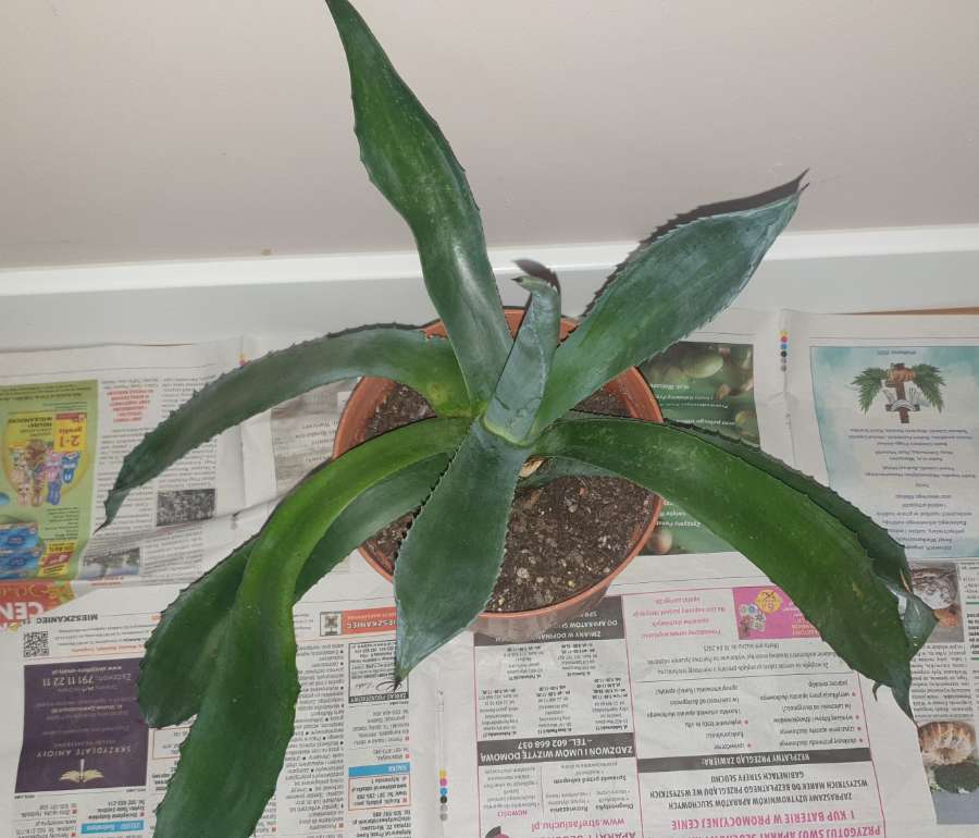 Duża wieloletnia agawa, rozpiętość  67 4