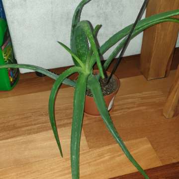 Duży aloes