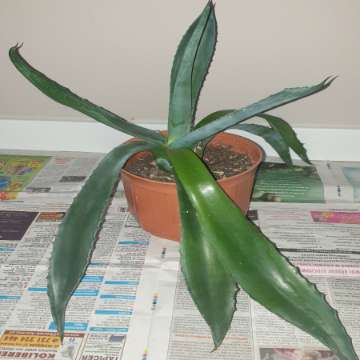 Duża wieloletnia agawa, rozpiętość  67