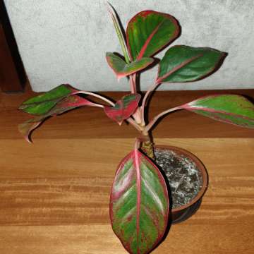 Aglaonema Light Pink Star, Siam Aurora lub Crete Flame nr 2