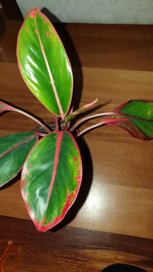 Aglaonema Light Pink Star, Siam Aurora lub Crete Flame nr 2 3