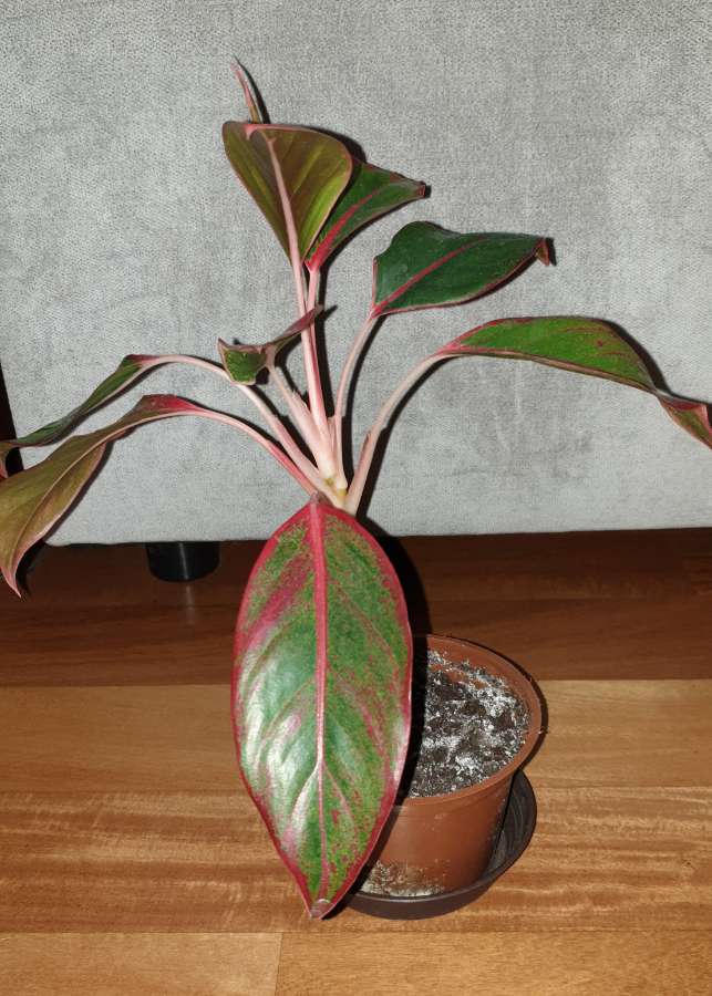 Aglaonema Light Pink Star, Siam Aurora lub Crete Flame nr 2 4