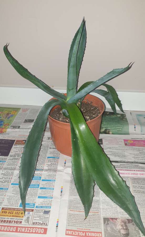 Duża wieloletnia agawa, rozpiętość  67 2