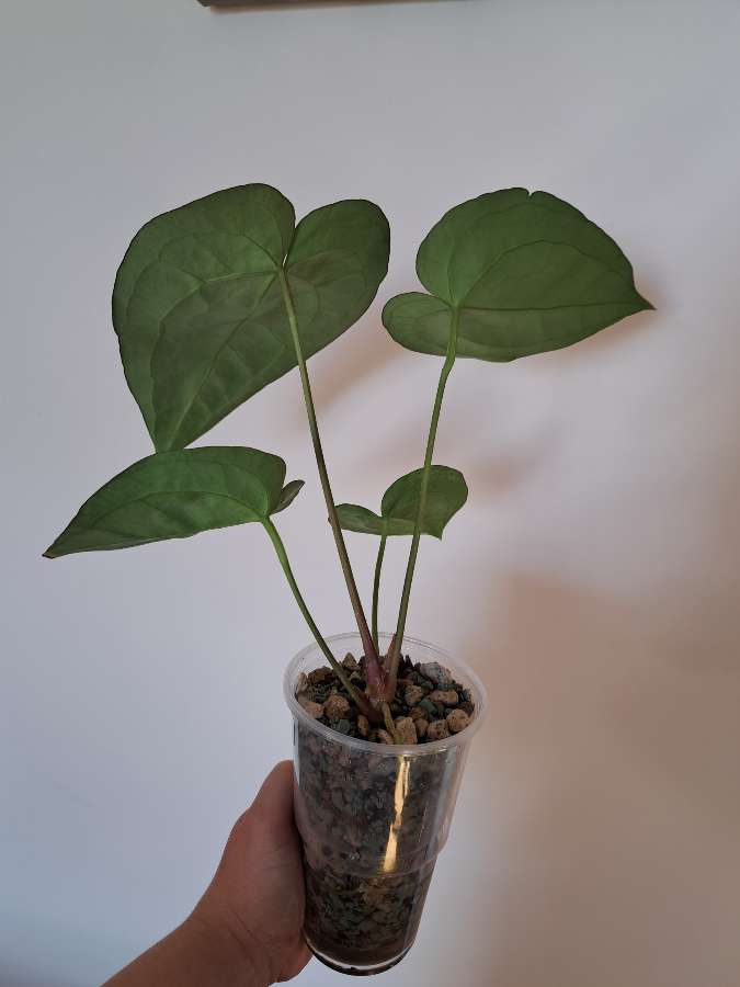 Anthurium crystallinum dark x papillilaminum red stem 5