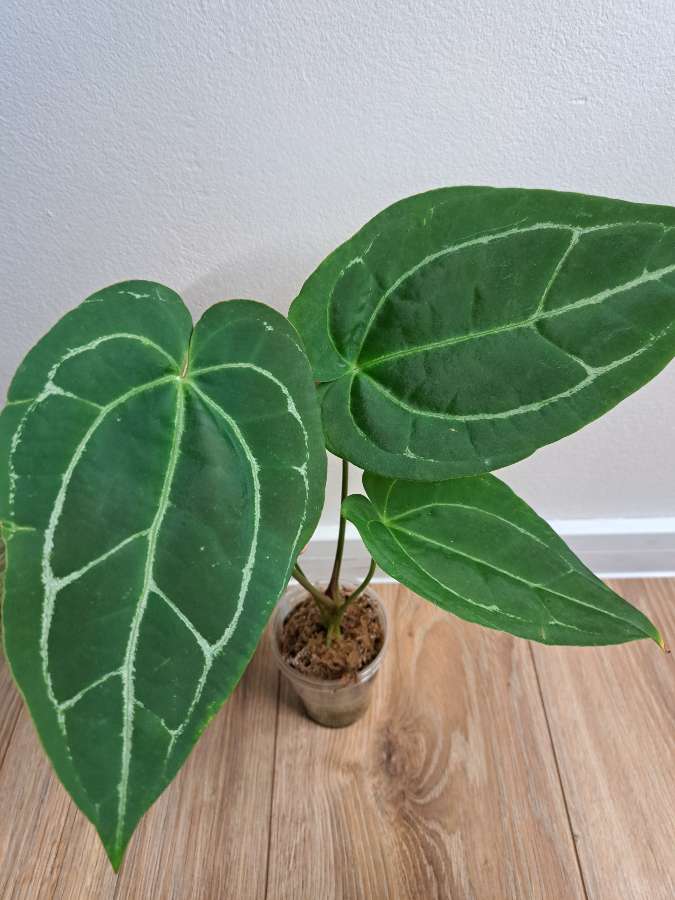 Anthurium crystallinum dark x papillilaminum red stem 2