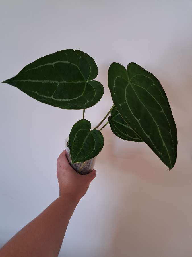 Anthurium crystallinum dark x papillilaminum red stem 4