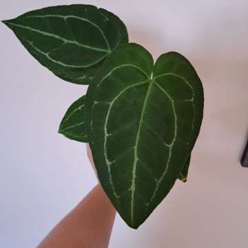 Anthurium crystallinum dark x papillilaminum red stem