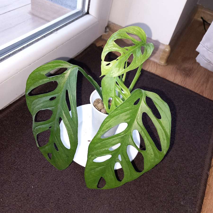 Monstera Mint