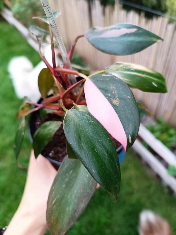 Philodendron Pink Princess 5