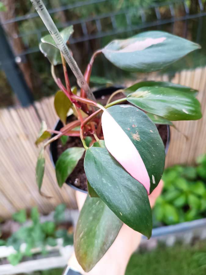 Philodendron Pink Princess 3