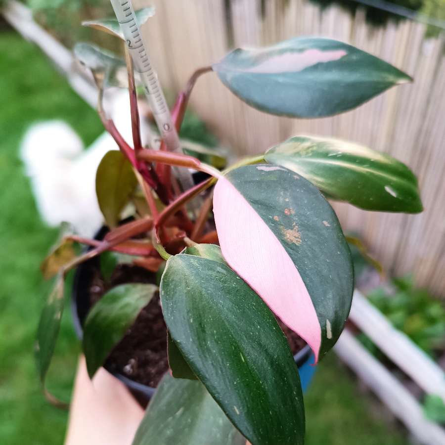 Philodendron Pink Princess