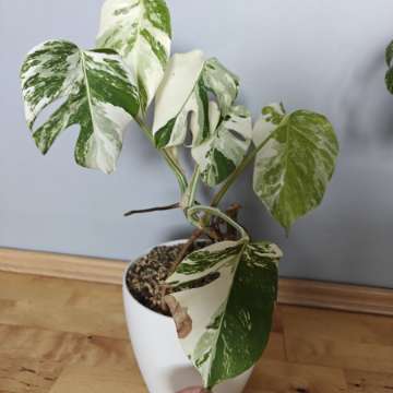 Monstera variegate