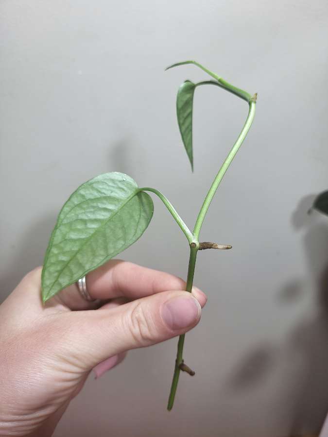 Epipremnum pinnatum 'cebu blue' 2