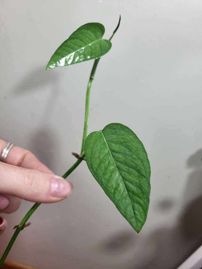 Epipremnum pinnatum 'cebu blue' 3