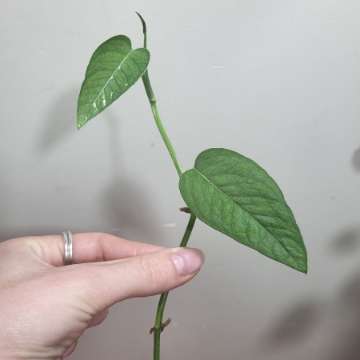 Epipremnum pinnatum 'cebu blue'