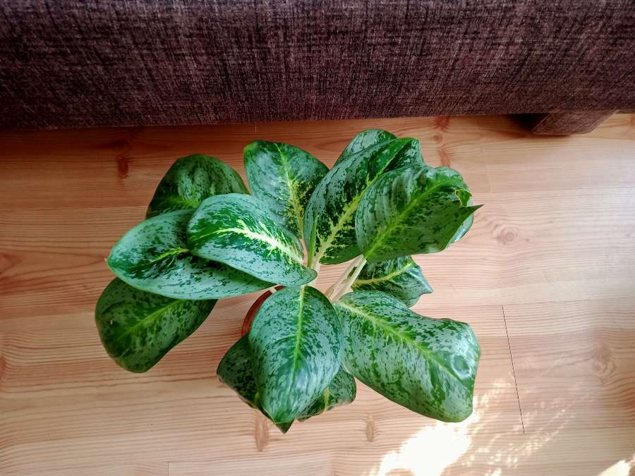 Duża aglaonema 2