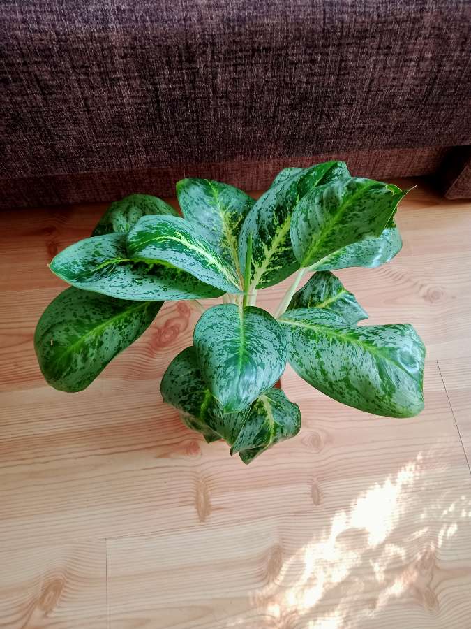 Duża aglaonema 3