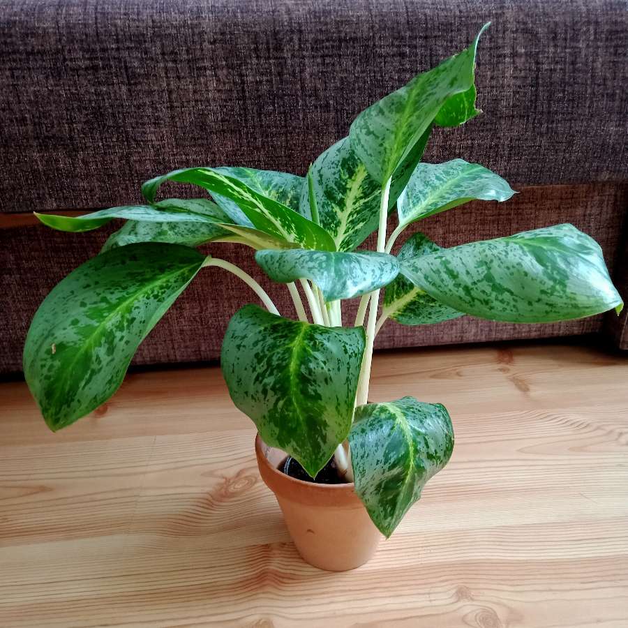 Duża aglaonema