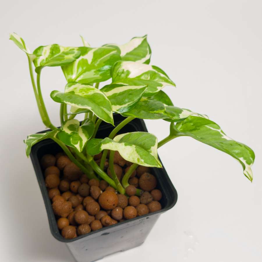 Epipremnum N'Joy 2