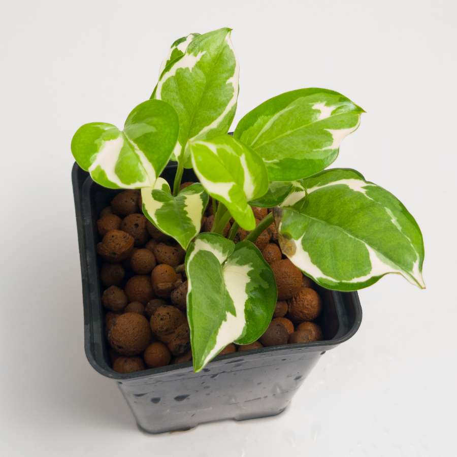 Epipremnum N'Joy 3