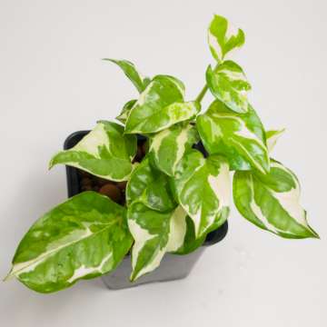 Epipremnum N'Joy