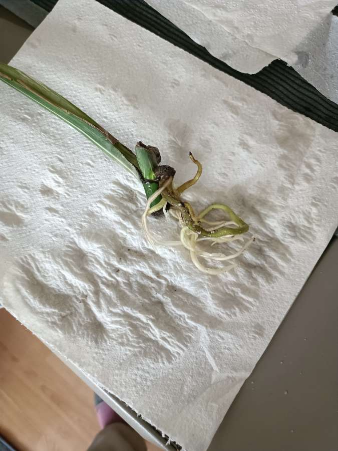 Monstera variegata 3