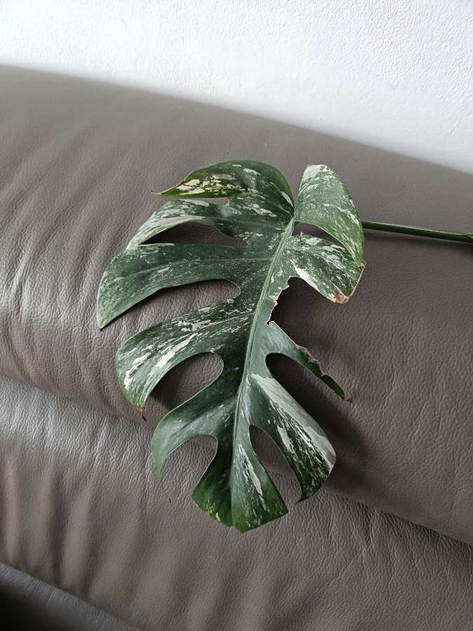 Monstera variegata 2
