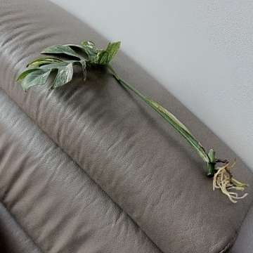 Monstera variegata