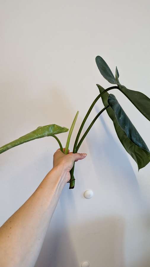 Philodendron Jose buono 2