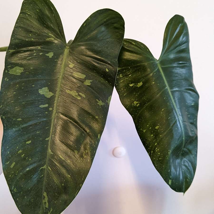 Philodendron Jose buono